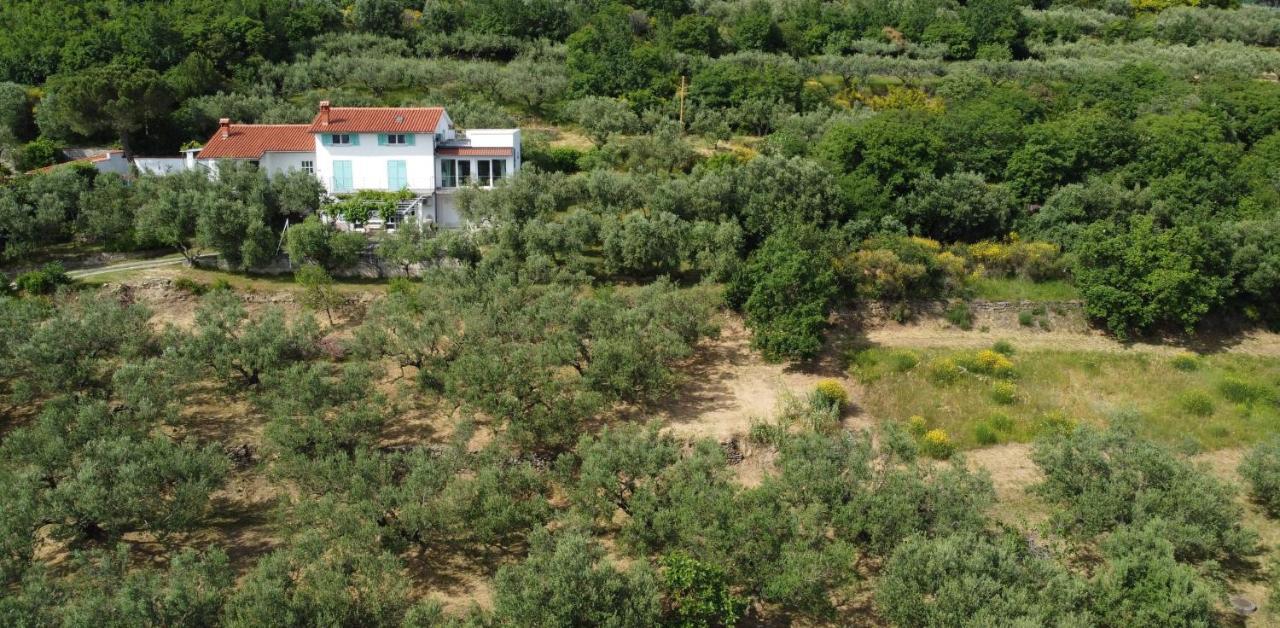 House Among Olive Trees With A Sea View 1 Διαμέρισμα Ankaran Εξωτερικό φωτογραφία